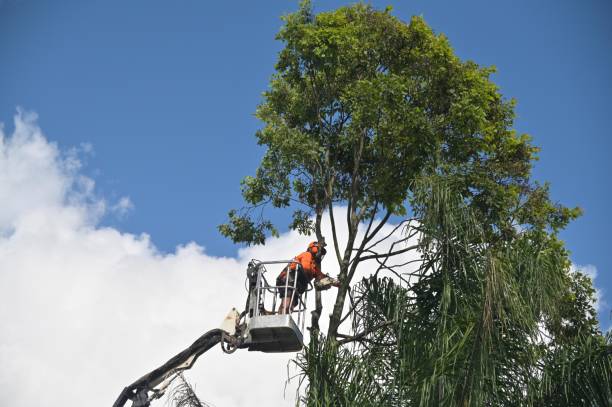 Best Arborist Consultation Services  in Arnold, CA